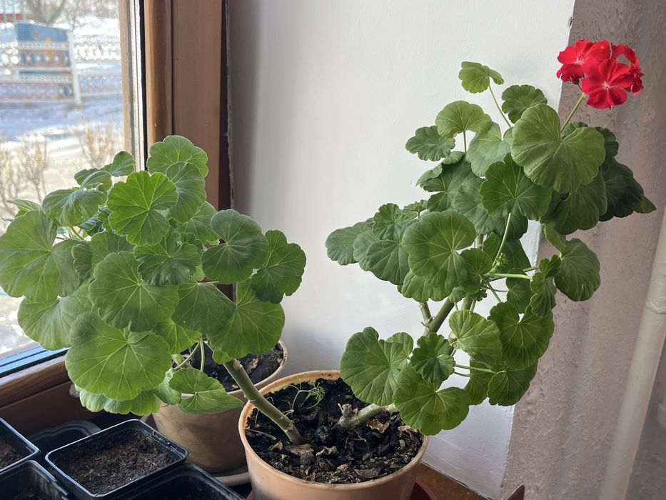 Продам укорененные пеларгонии ( герань)