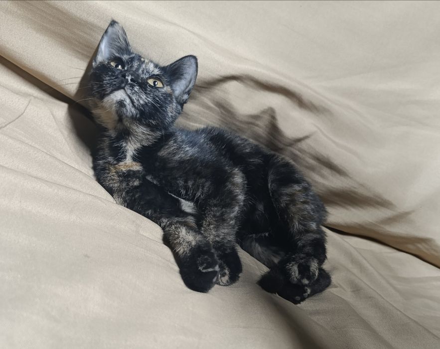 Котенок в добрые руки