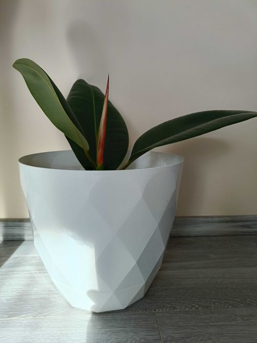 Puiet ficus clasic, livrare gratuită