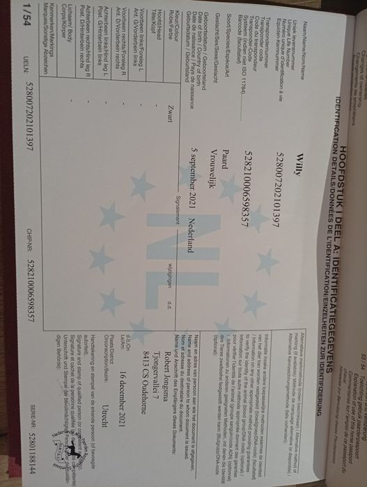 Iapa frizian gestanta cu mânz de 8luni dintr.o linie anterioară.