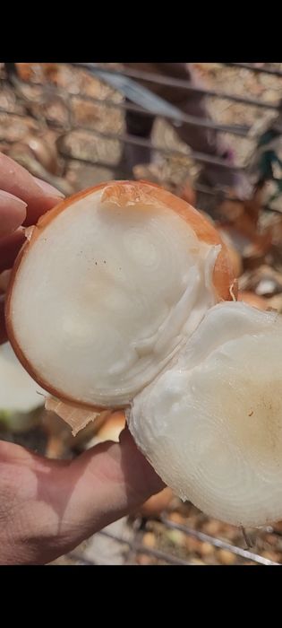 Каратал лук на посадку и зелень