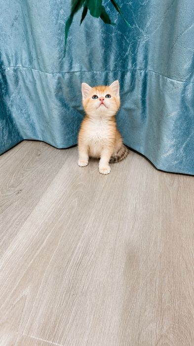 Продаётся чистокровный британский котёнок мальчик