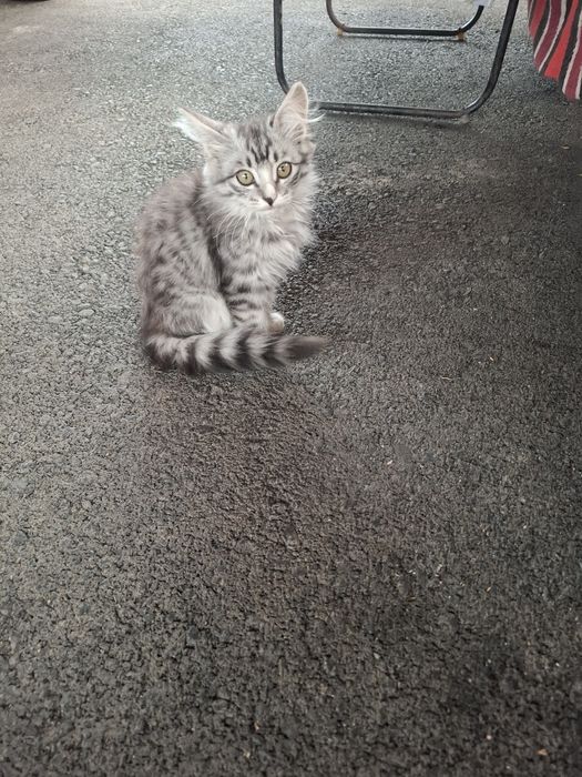 Котята бесплатно