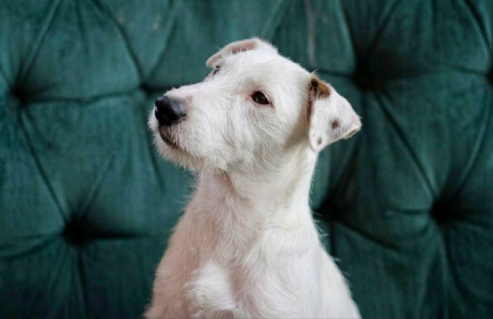 Буля — собака для активной, но спокойной жизни