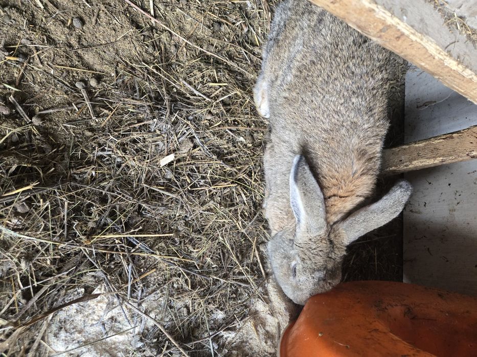 Продам     крола