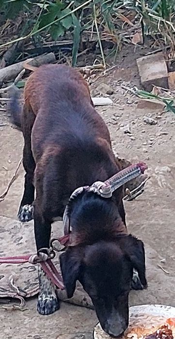 Ovchi it sotiladi.Narxi 500 000 soʻm