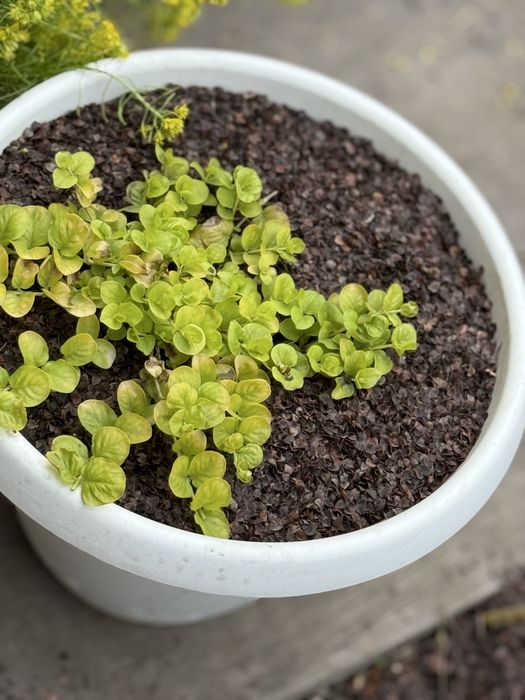 Многолетие цветы и кустарники