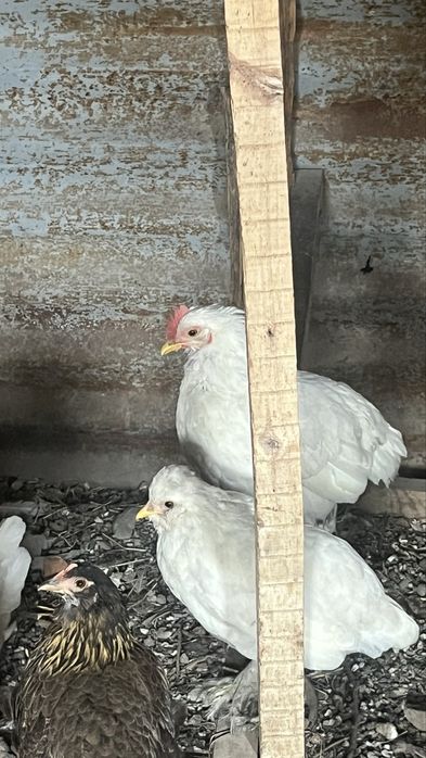 Продам курицы японские