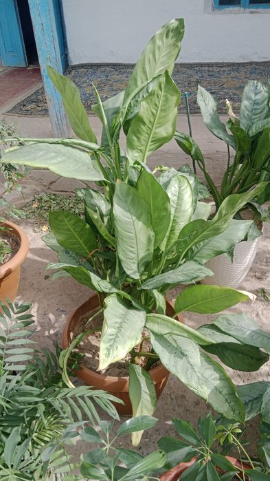 Цветы әдемі гүлдер