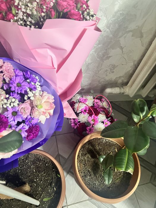 Продам цветы с магазина :Алматы