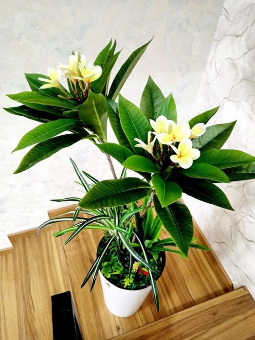 Суний гуллар. Искусственные цветы. Искусственные деревья.