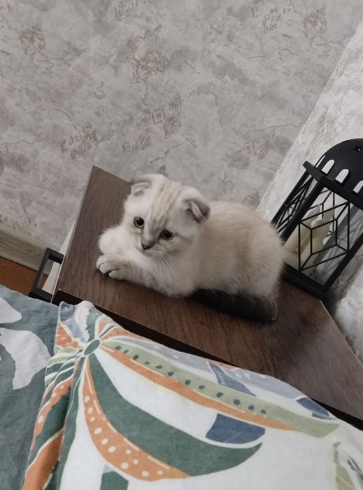 Продается котенок девочка скотиш фолд родилась 4 апреля