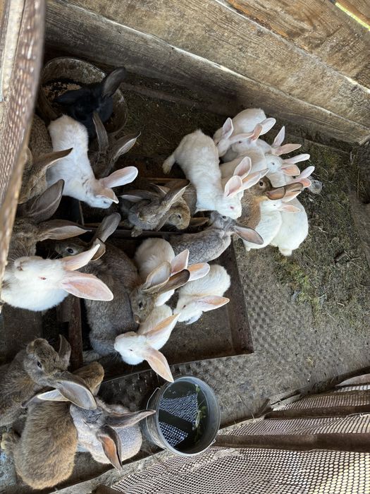 Vand iepuri de crescut sau sacrificat.