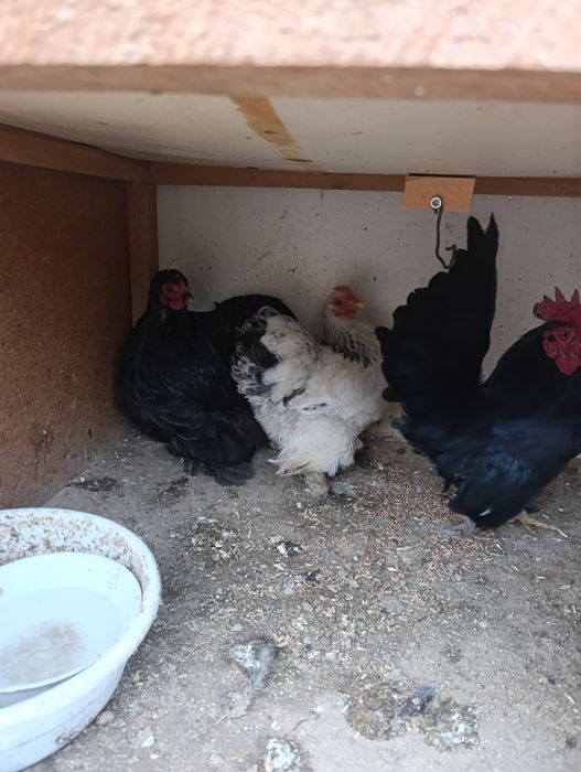 Японлар сотилади