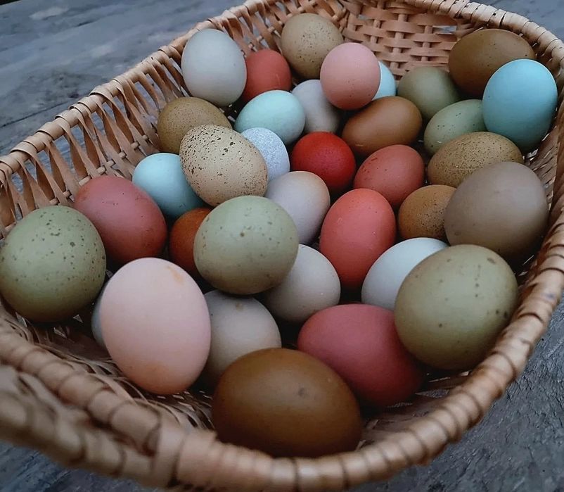 Цветни разплодни яйца