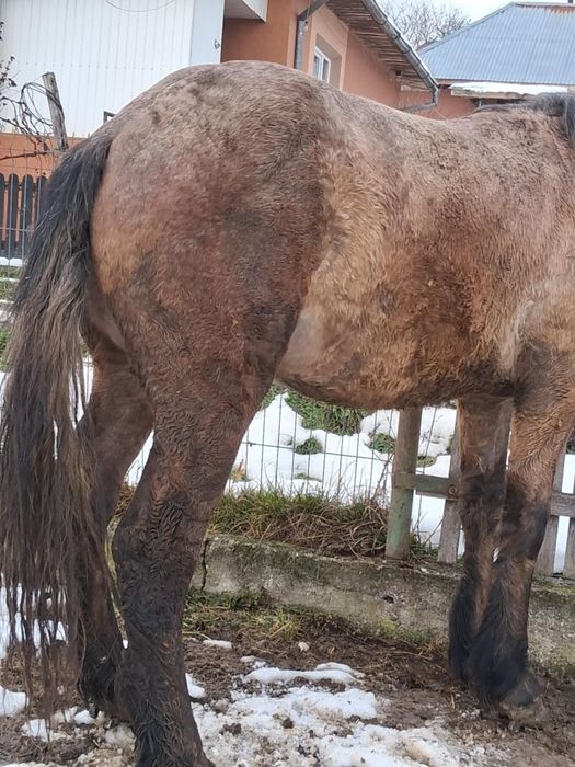 Vand manz de 2 ani harmasar