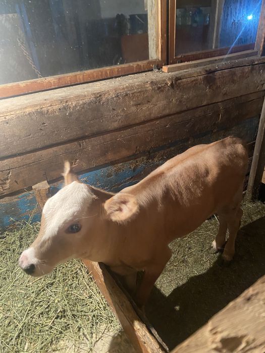 Продам теленка Алатау