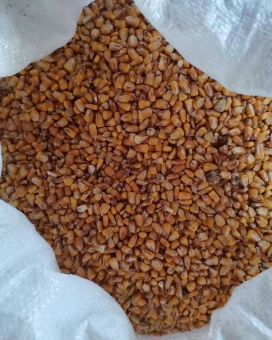 Vand Porumb - graunte de buna calitate