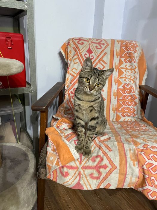 Котенок в поисках хозяев