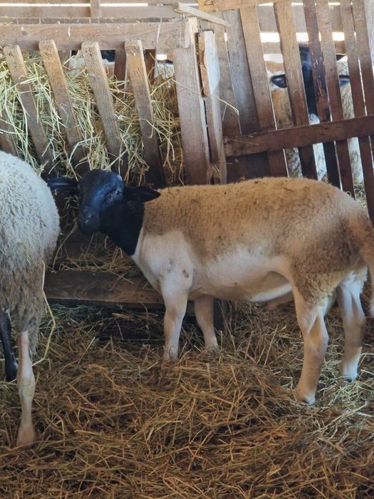 Se vinde un berbec dorper si un berbec patata olandeza