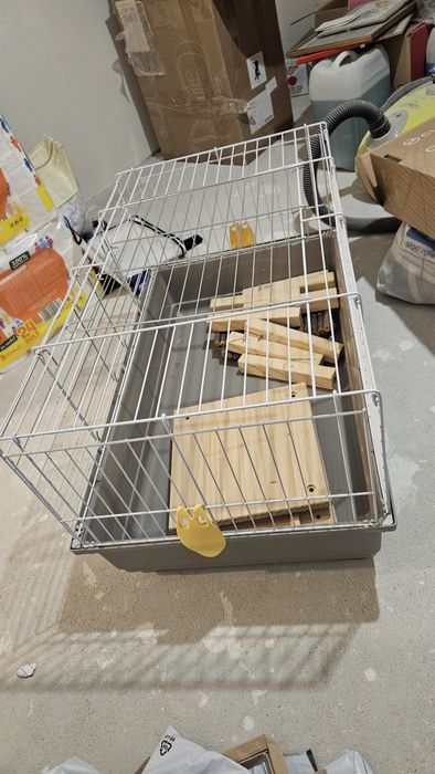 Cusca porcusori guineea