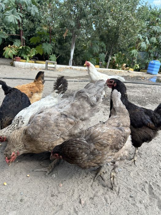 Домашний куры продам