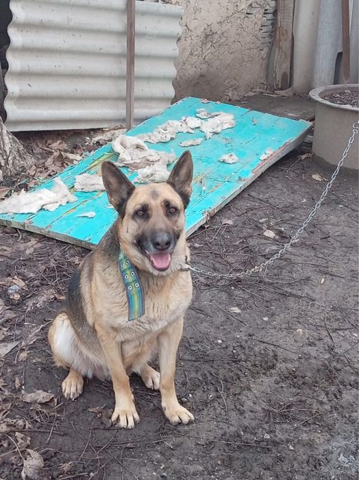 Овчаарка в хорошие руки