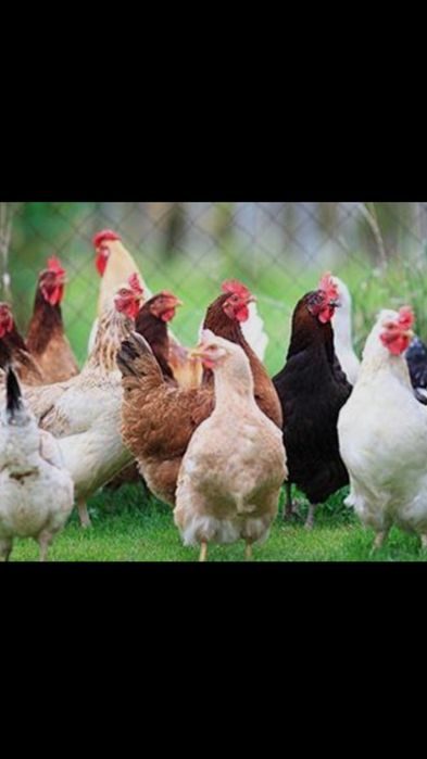 Tovuq uy tovuqlari  xan xeap mayski yubileyniy