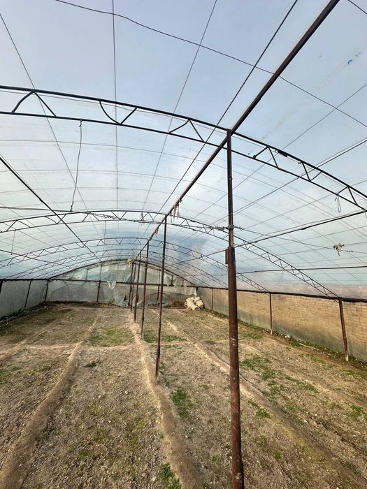 Tiplisa sotiladi 3ta