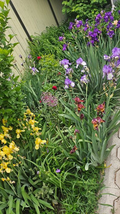 Цветы ирисы розы тюльпаны пионы