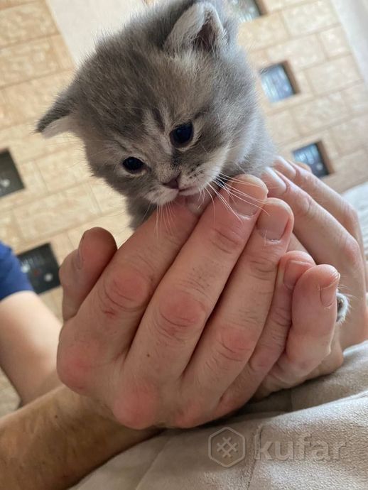 Шотланские Мальчик и девочка 1,2 месяца.