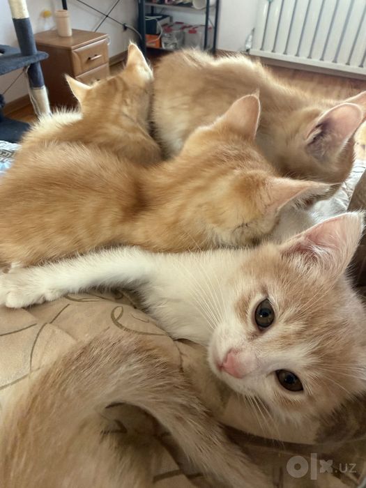 Отдам котята хорошим рукам
