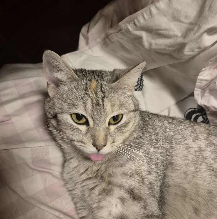 Кошечка домашняя