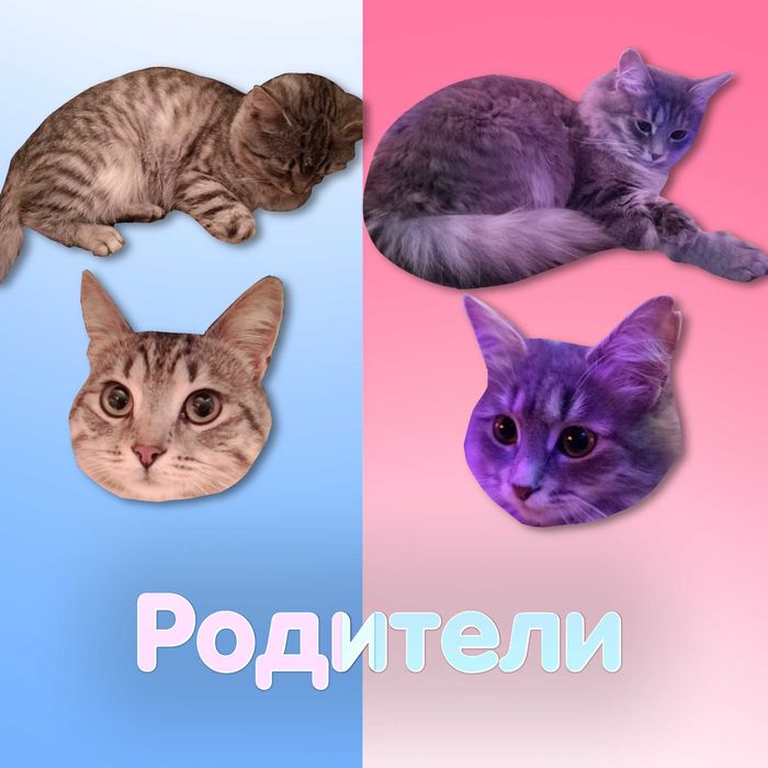 Продам Шотландских Котят