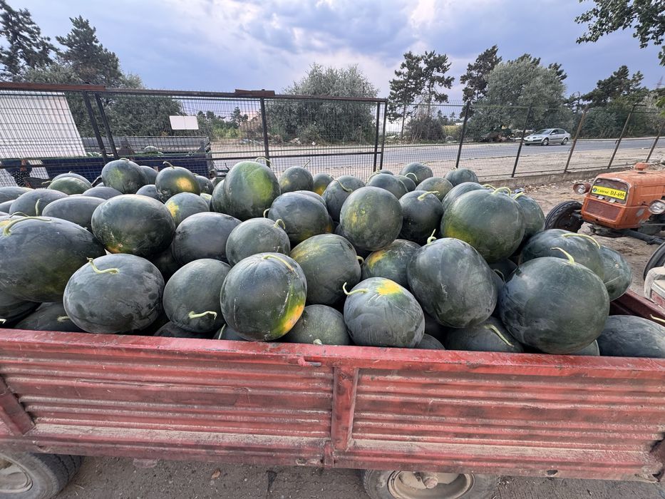 lubenita dabuleni, neagra si vargata engross/angro, de cutit