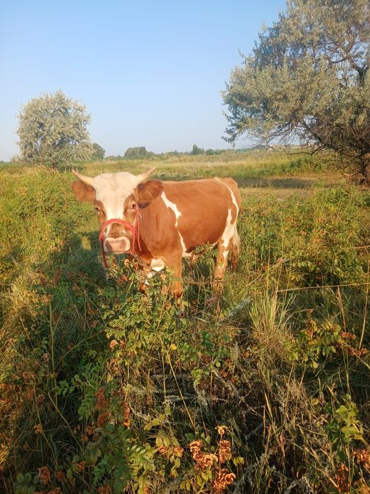 Продам годовалого быка