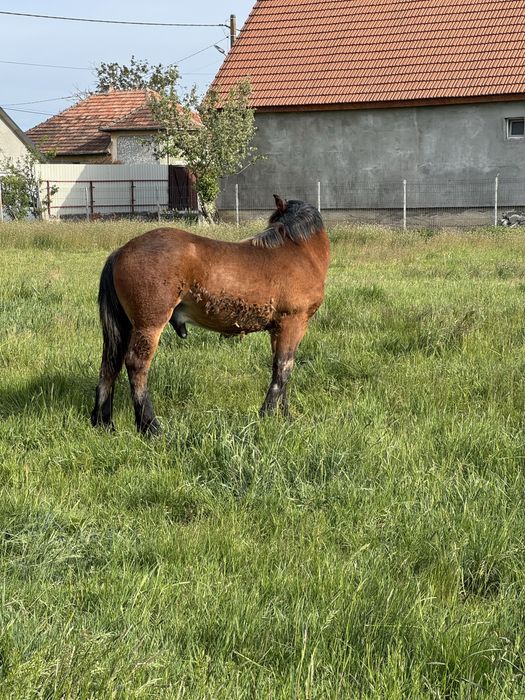 Mânz de vânzare 1 an