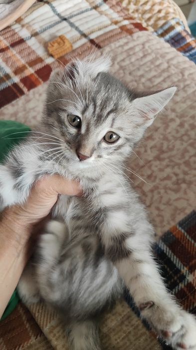 Отьдам домащный шотландский кошка