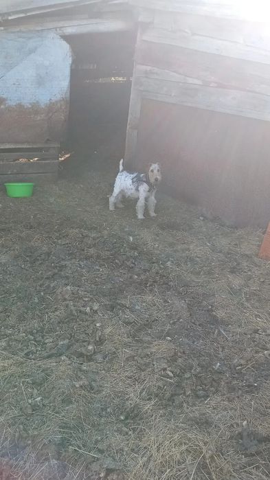 Продаётся сука  фокстерьер