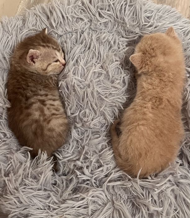 Котята от британца