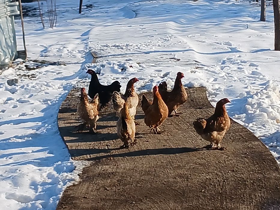 Gainuse  pitici și cocosei