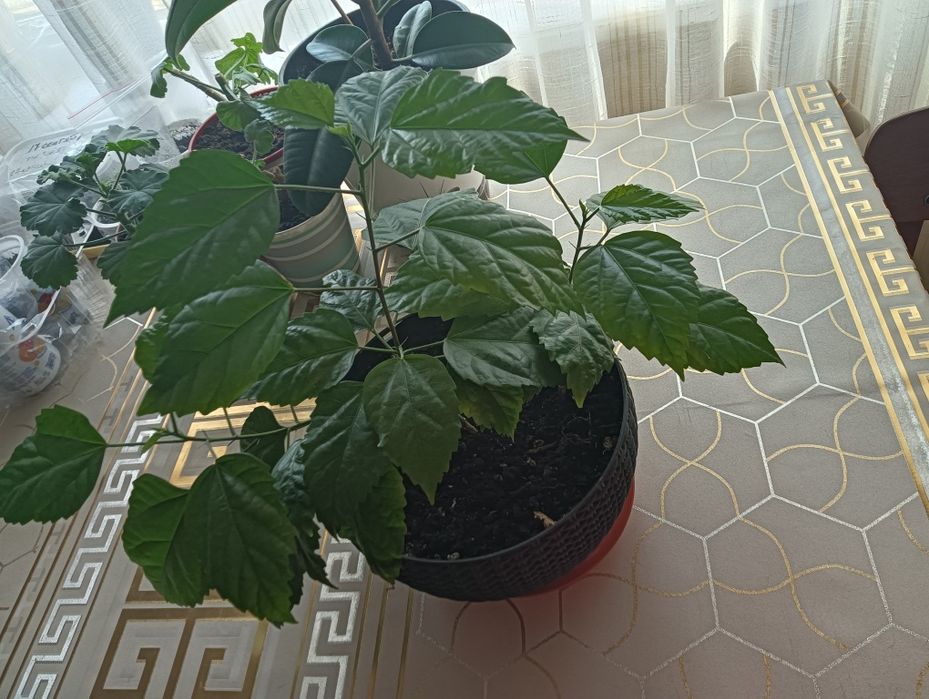Продам цветы комнатные