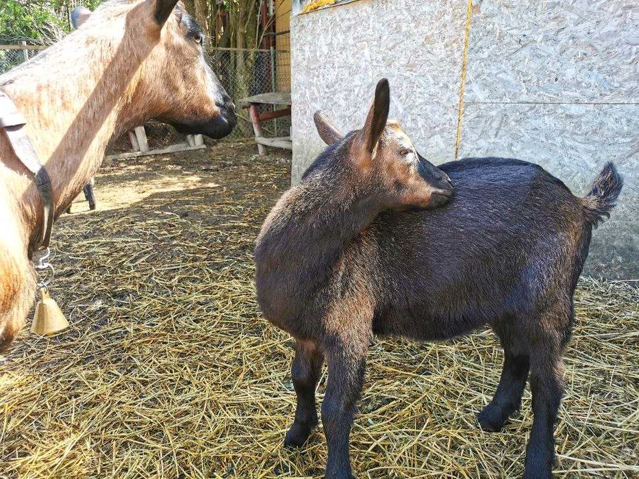 Iezi alpină franceză