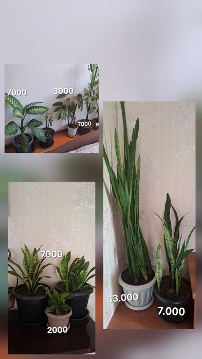 Продам комнатные цветы