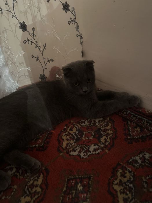 Mushuk zori Scottish Fold (Shotland buklama quloqli)
