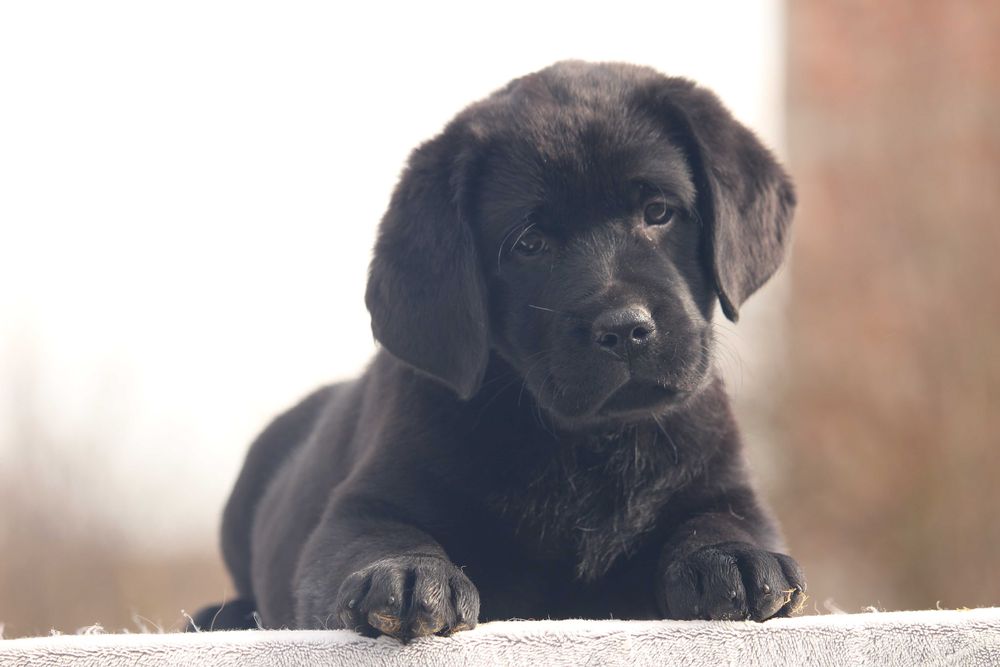pui labrador calitate deosebita