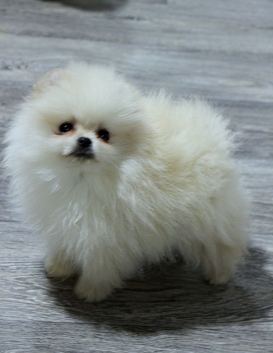 Померан мини мъжко и женско