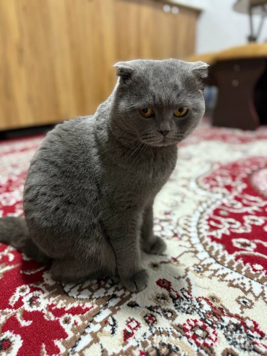 Mushuk oʻgʻil bola hotin kere