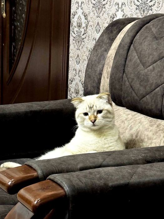 Scottish fold, quloqchasi qaytgan, juda mehribon