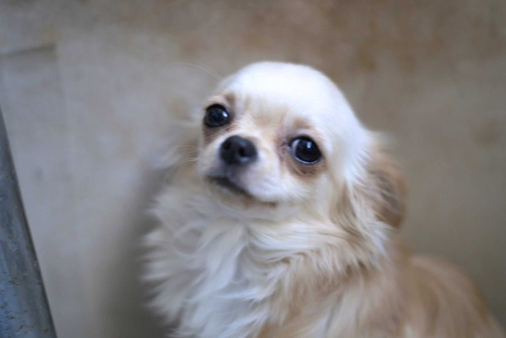 Чистокръвно Чихуахуа